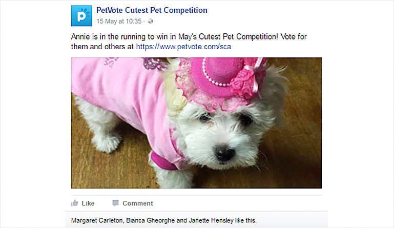 PetVote Cutest Pet Competition